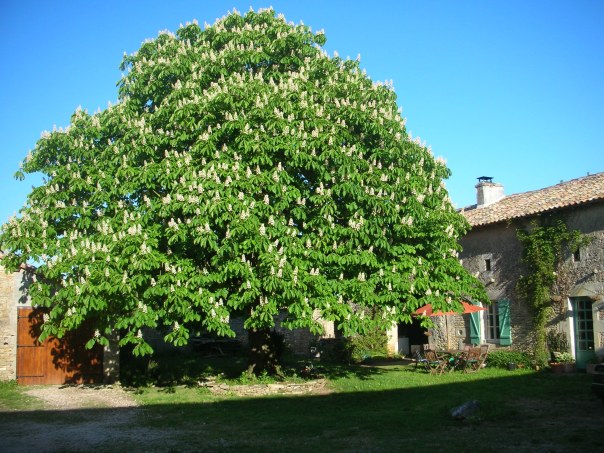 horse chestnut tree poitout-charentes gite holidays classic car hire France