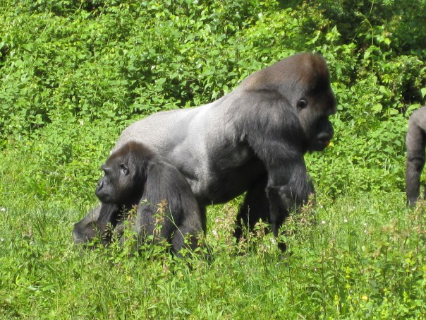 Monkey Valley La Vallee des Singes Vienne Poitou-Charentes gites Vanzay classic car hire France
