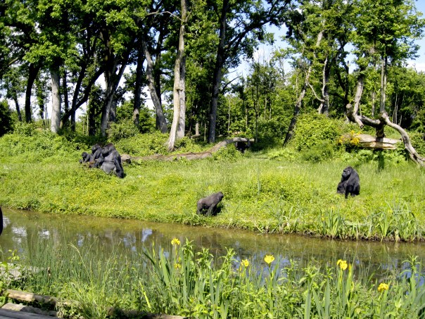 Monkey Valley La Vallee des Singes Vienne Poitou-Charentes gites Vanzay classic car hire France