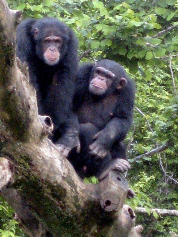 Monkey Valley La Vallee des Singes Vienne Poitou-Charentes gites Vanzay classic car hire France