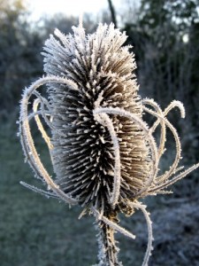 Teasel