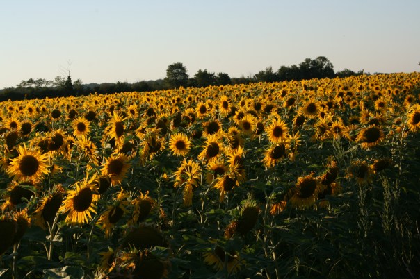 Gites South West France Poitou-Charentes Classic car hire Citroen DS