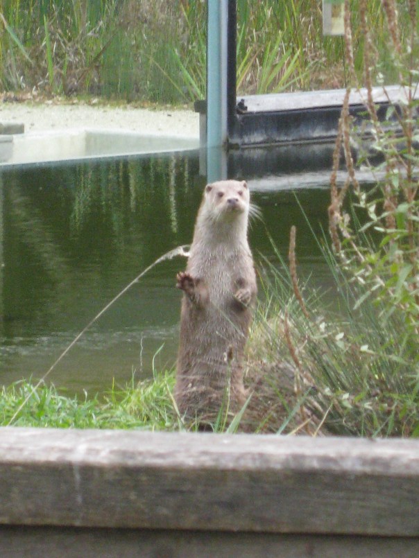 IMG_2184 Zoodysee, Poitou Charentes, gite holidays france, classic citroen hire