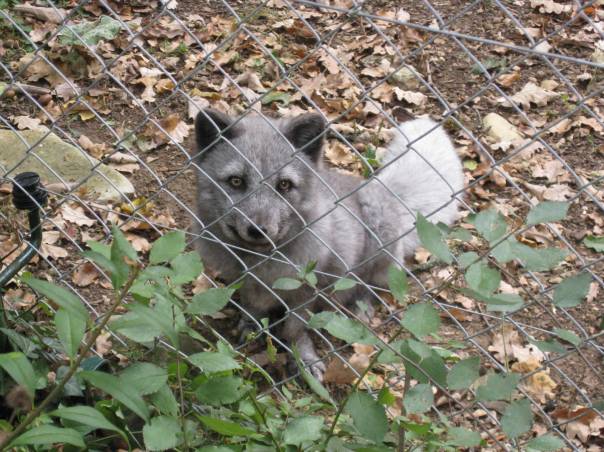 IMG_2190 Zoodysee, Poitou Charentes, gite holidays france, classic citroen hire
