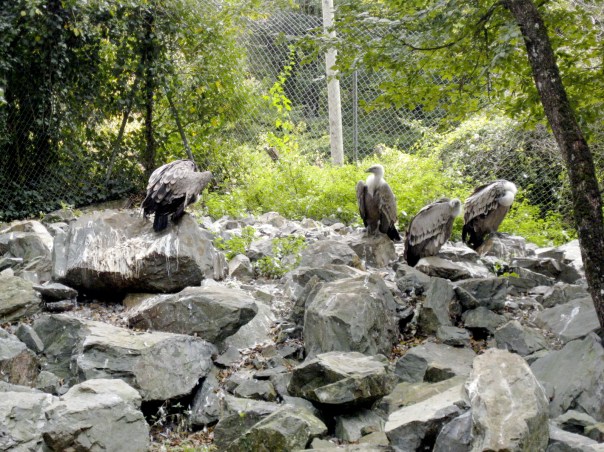 IMG_2191 Zoodysee, Poitou Charentes, gite holidays france, classic citroen hire
