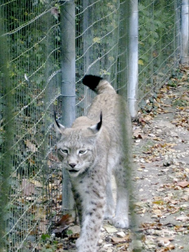 IMG_2193 Zoodysee, Poitou Charentes, gite holidays france, classic citroen hire