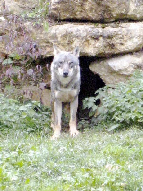IMG_2228 Zoodysee, Poitou Charentes, gite holidays france, classic citroen hire