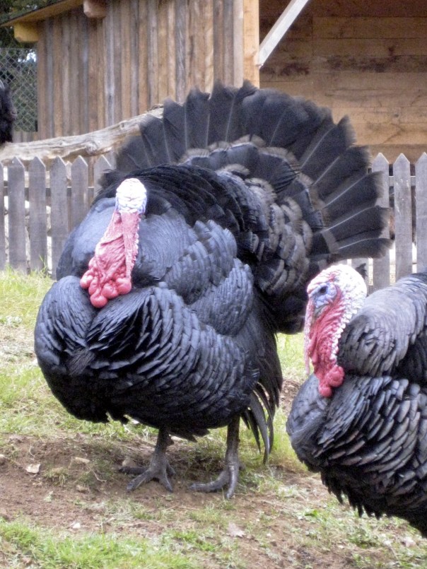 IMG_2235 Zoodysee, Poitou Charentes, gite holidays france, classic citroen hire