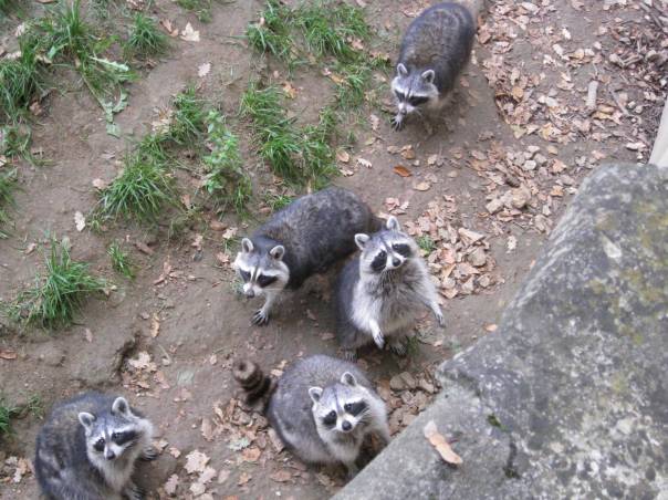 IMG_2242 Zoodysee, Poitou Charentes, gite holidays france, classic citroen hire
