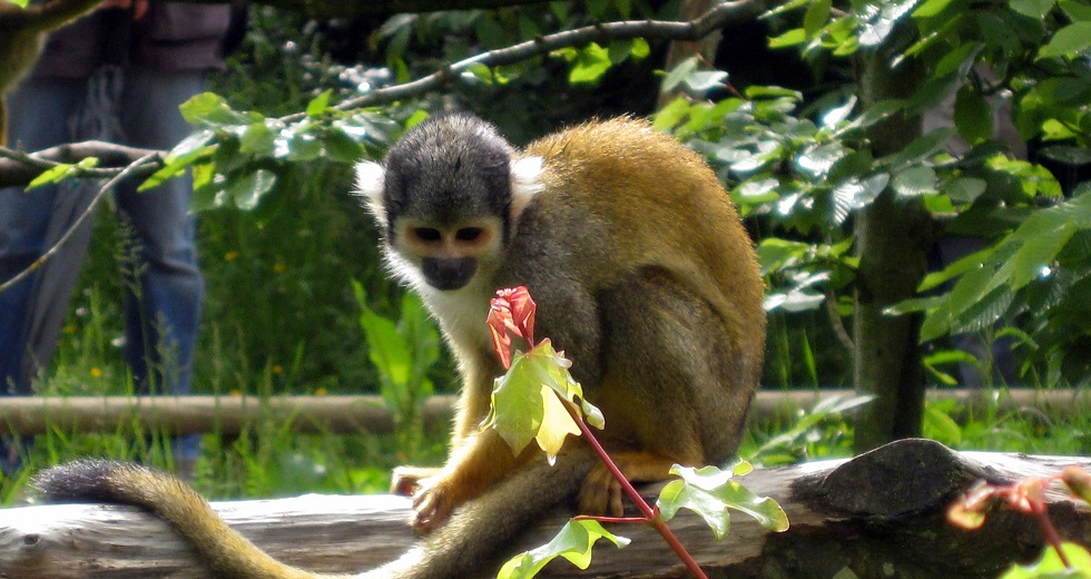 Monkey Valley near Vanzay France