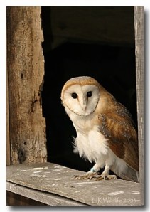 Barn Owls - roosting in the church belfry in numbers