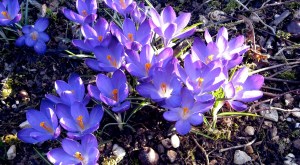 Early spring in Vanzay, gite rental in France