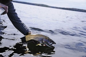 Trout fishing gite in France